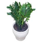 kimphatai lucky plants