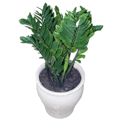 kimphatai lucky plants