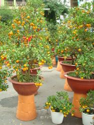 Lage orange tree 1 pot
