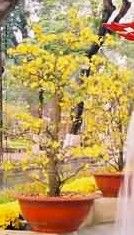 Lagre Hoa mai tree Tete Gifts new year