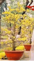 Lagre Hoa mai tree Tete Gifts new year