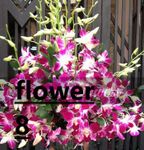 Large Basket Orchid Arrangement
