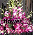 Large Basket Orchid Arrangement
