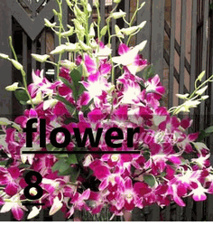 Large Basket Orchid Arrangement