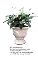 lany lily plant