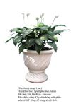 lany lily plant