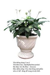 lany lily plant