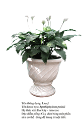 lany lily plant
