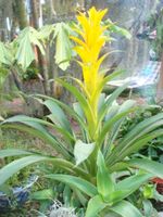 Lareg bromeriad yellow