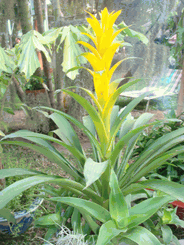 Lareg bromeriad yellow