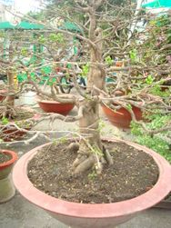 Large bonsai Hoa mai
