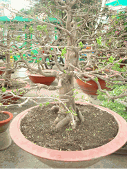 Large bonsai Hoa mai