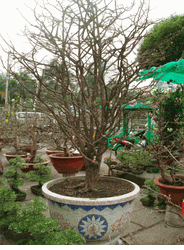 Large bonsai Hoa mai