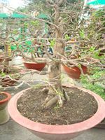Large bonsai Hoa mai