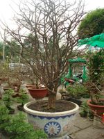Large bonsai Hoa mai