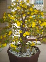 Large bonsai hoa mai