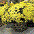 Large daisy bloom plants 2 pots