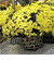 Large daisy bloom plants 2 pots