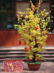 Large flower Plum tree  Hoa mai Plant