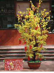 Large flower Plum tree  Hoa mai Plant