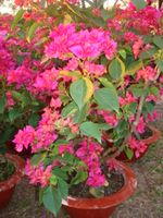 Large hoa giay 2pots