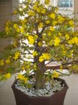 Large Hoa mai tree