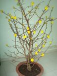 Large Hoa mai tree