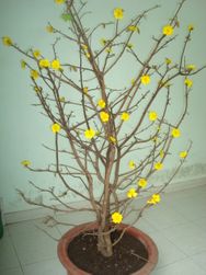 Large Hoa mai tree