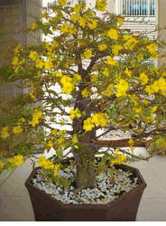 Large Hoa mai tree