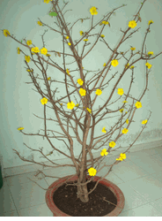 Large Hoa mai tree