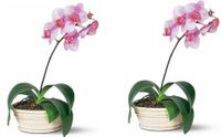 large Lavender Phalaenopsis Orchid 2 pot