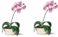 large Lavender Phalaenopsis Orchid 2 pot