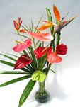 Large mix color anthuriums