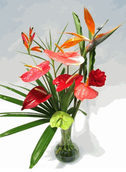 Large mix color anthuriums