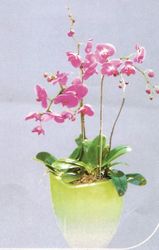 Large Mixed purple bouquet