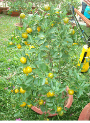 large orange tree