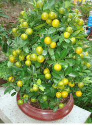 Large orange tree