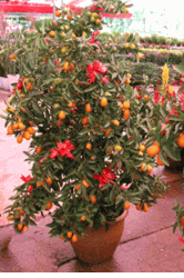 Large orange tree