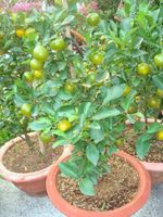 Large orange tree 2 pots