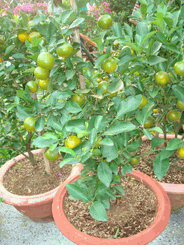 Large orange tree 2 pots