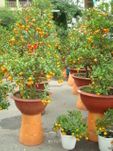 Large orange tree 2pots