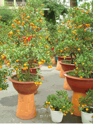 Large orange tree 2pots