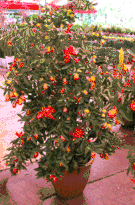 Large orange tree