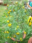 large orange tree