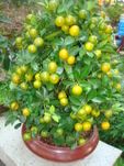 Large orange tree
