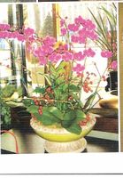 Large Orchid Bouquet