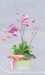 Large Orchid Bouquet 