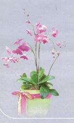 Large Orchid Bouquet 