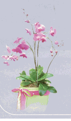 Large Orchid Bouquet 