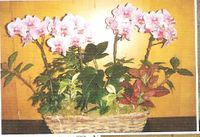 Large Orchids